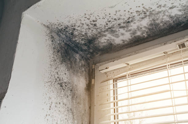 Affordable Black Mold Remediation solutions in Erwin, NC
